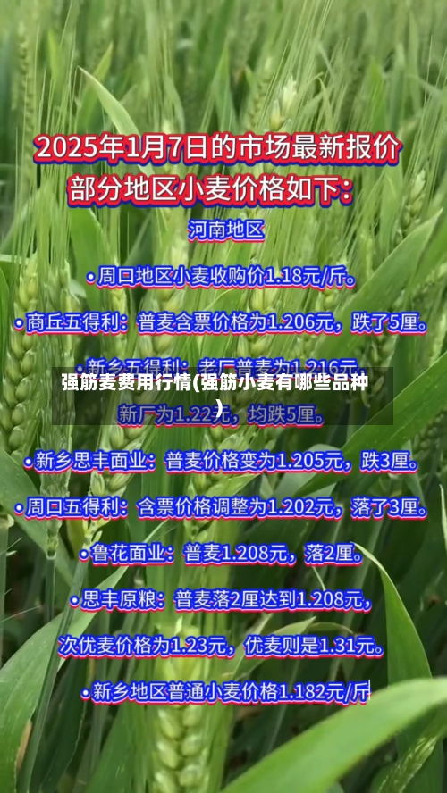 强筋麦费用行情(强筋小麦有哪些品种)