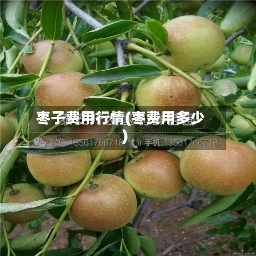 枣子费用行情(枣费用多少)-第3张图片