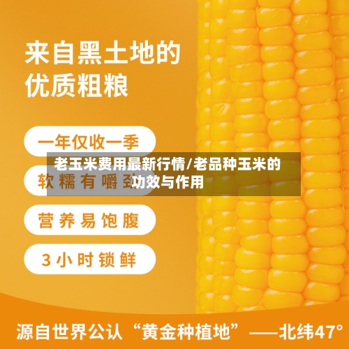 老玉米费用最新行情/老品种玉米的功效与作用
