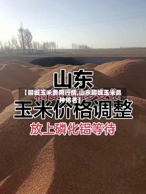 【聊城玉米费用行情,山东聊城玉米品种排名】-第2张图片