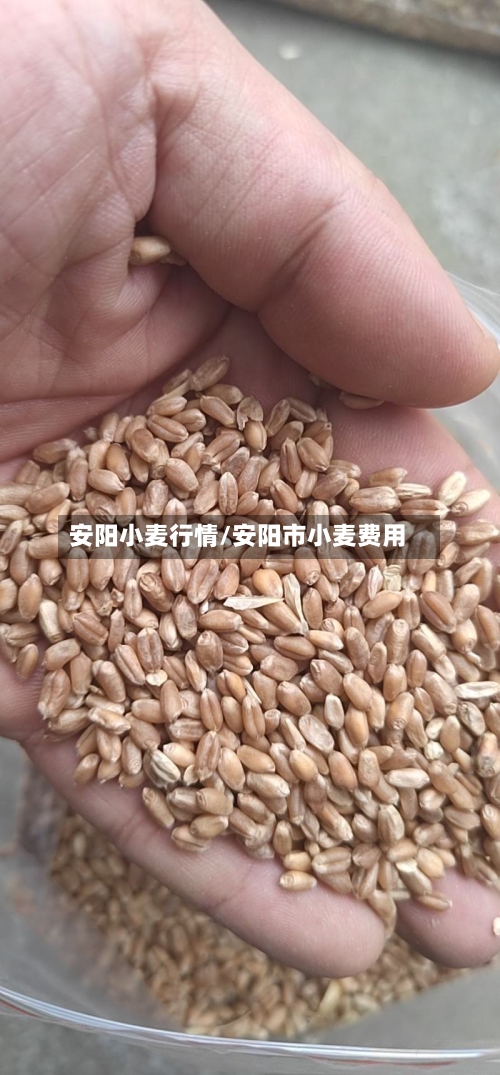 安阳小麦行情/安阳市小麦费用-第2张图片