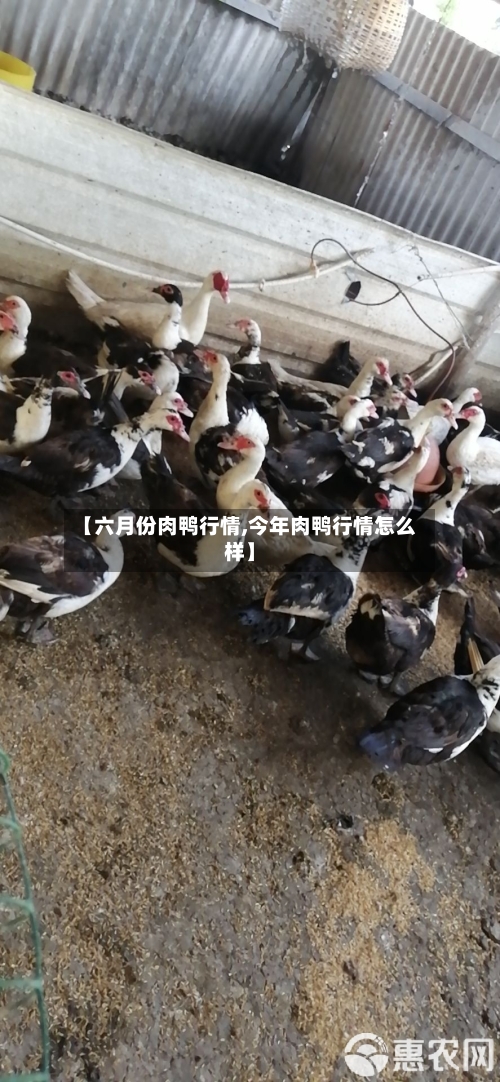 【六月份肉鸭行情,今年肉鸭行情怎么样】-第2张图片