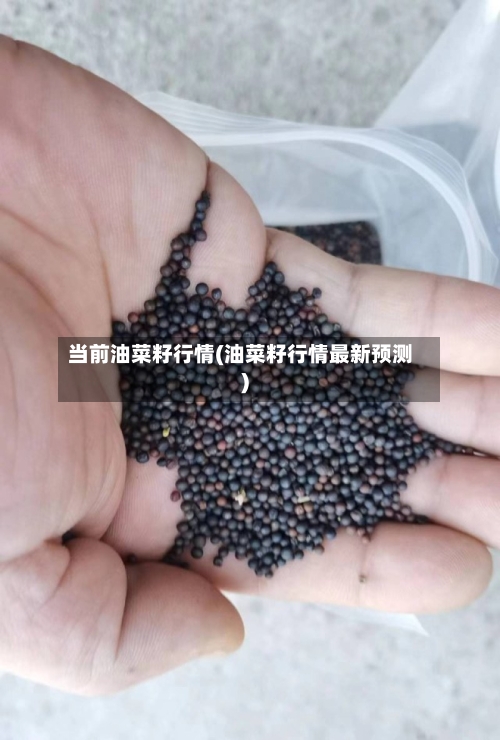 当前油菜籽行情(油菜籽行情最新预测)-第3张图片