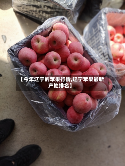 【今年辽宁的苹果行情,辽宁苹果最新产地排名】-第2张图片