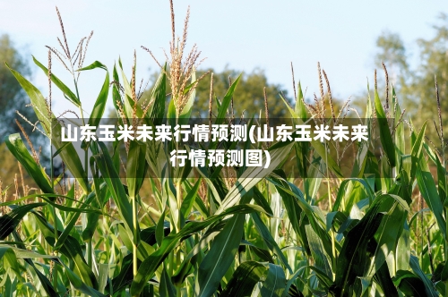 山东玉米未来行情预测(山东玉米未来行情预测图)