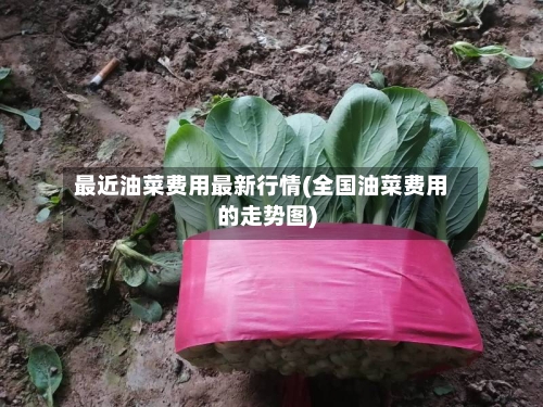 最近油菜费用最新行情(全国油菜费用的走势图)-第2张图片