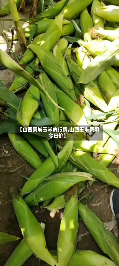 【山西翼城玉米的行情,山西玉米费用今日价】-第2张图片