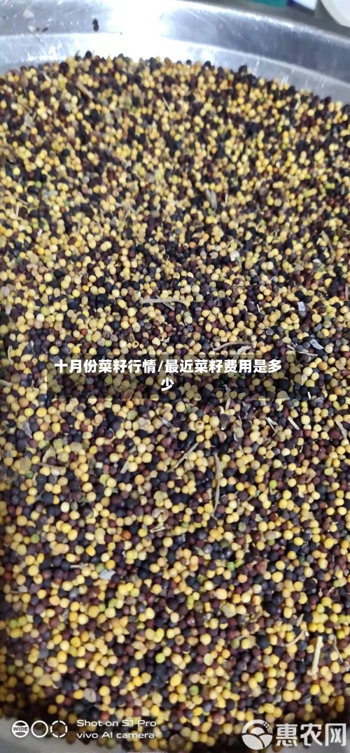 十月份菜籽行情/最近菜籽费用是多少