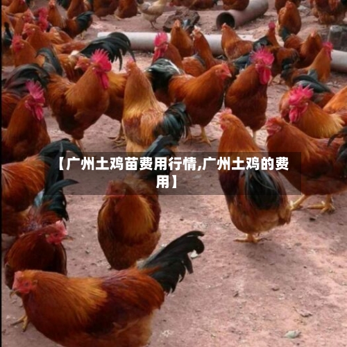 【广州土鸡苗费用行情,广州土鸡的费用】-第2张图片