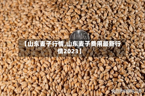【山东麦子行情,山东麦子费用最新行情2023】